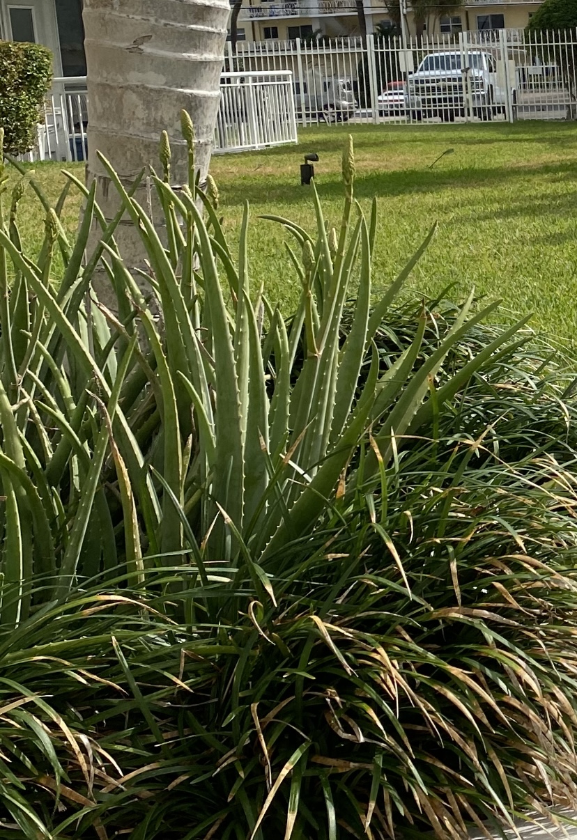How to Properly Treat Your Sunburn: Aloe Vera and its healing properties 
