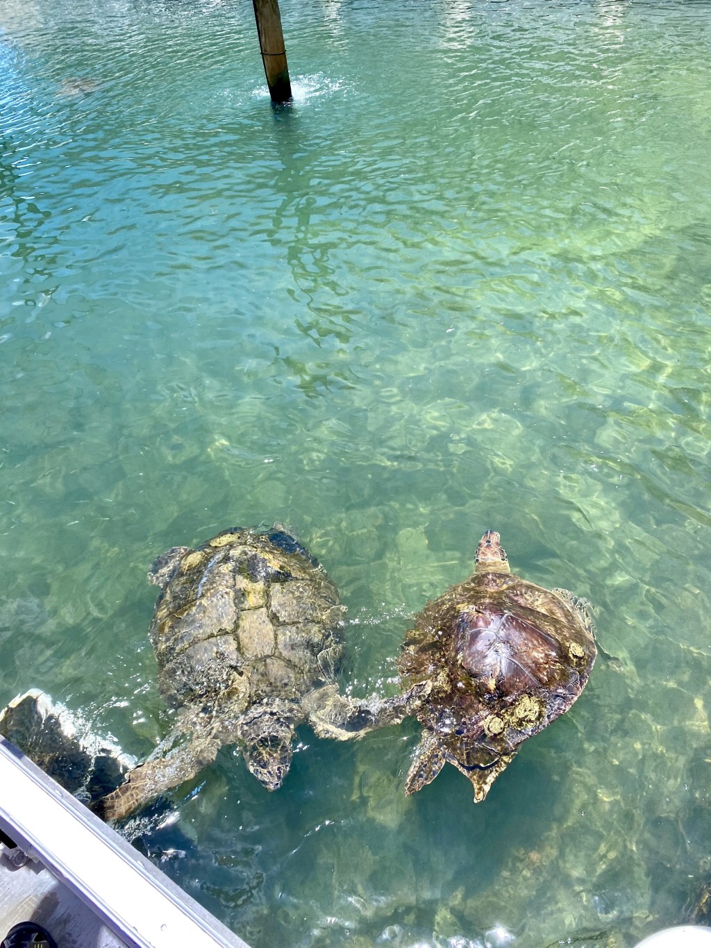 What types of marine life are native to the East&nbsp;Coast?