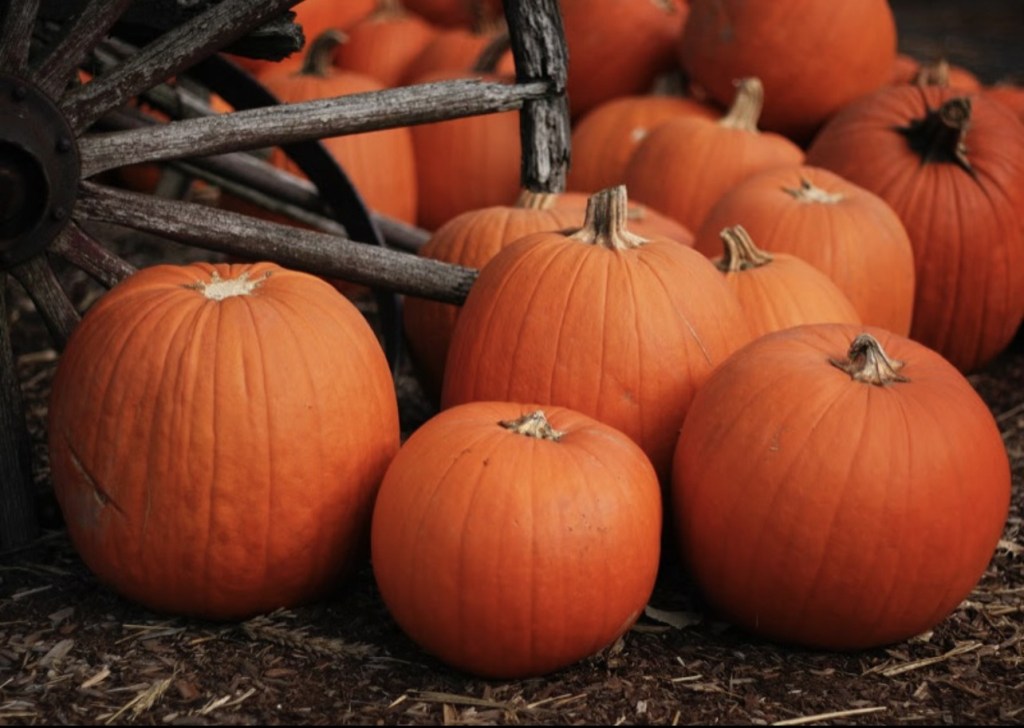 5 spooky season activities to get you in the Halloween&nbsp;mood!