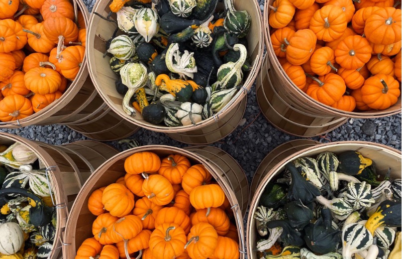 Pumpkins: Why are these crops such a fall&nbsp;staple?